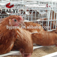 15 años de larga vida jaulas de batería colocando gallinas en venta